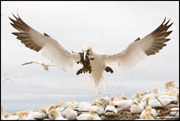 GANNETS, FULMARS, PELICANS, AND CORMORANTS